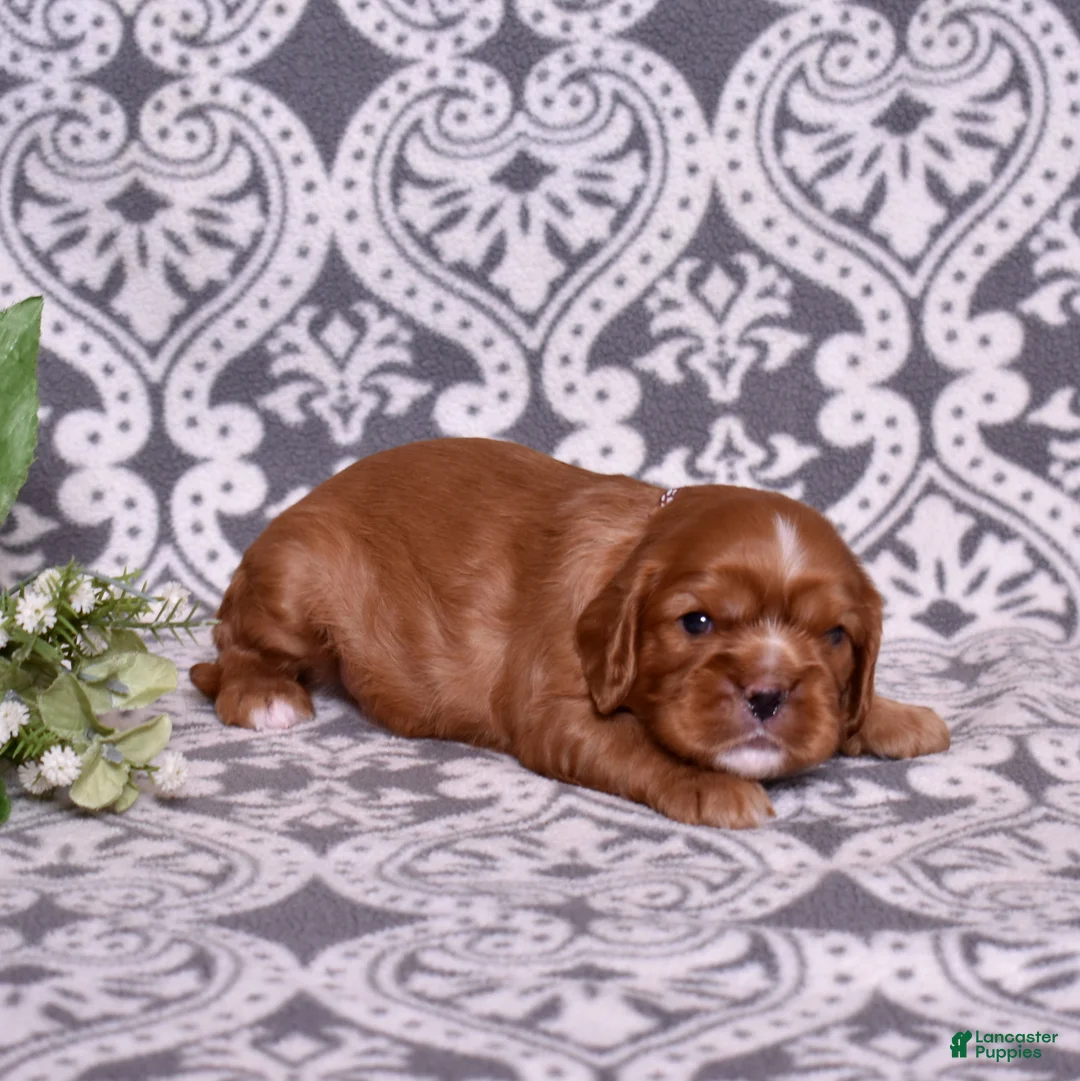 Cavalier King Charles Spaniel dogs for sale: Moses - Ad 1