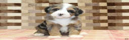 Mini Bernedoodle dogs for sale: Charlie - Ad 7