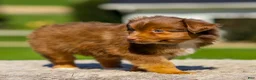 Miniature Australian Shepherd dogs for sale: Iyla - Ad 3