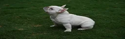 French Bulldog dogs for stud: Casper  - Ad 3