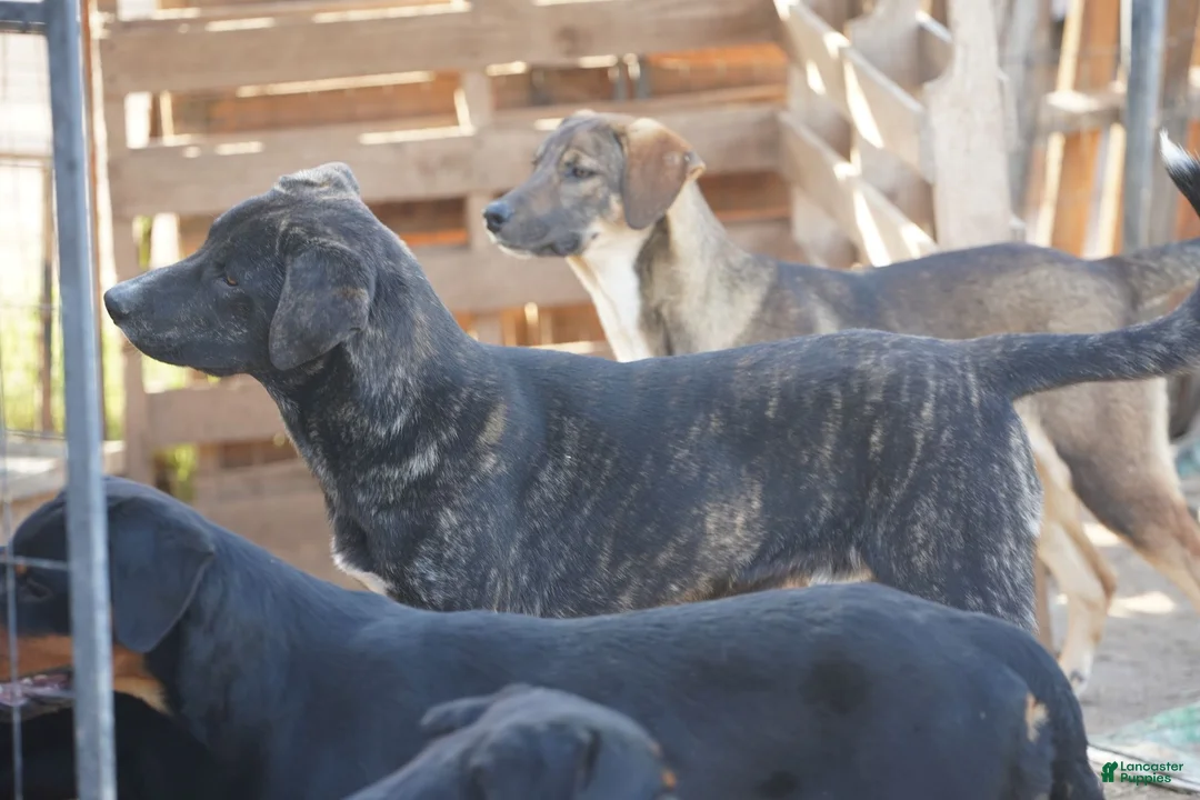 Mixed Breed dogs for sale: Bear Tiscar Farm Dog - Ad 19