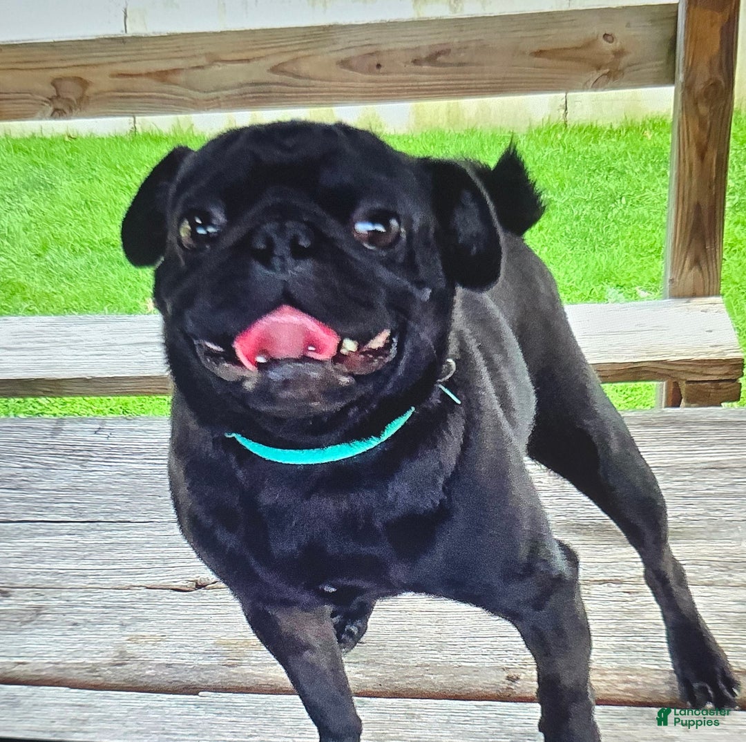 Gallery Image {{count}}