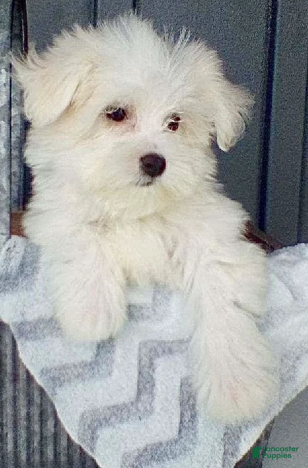 Maltese dogs for stud: Stud services - Ad 2