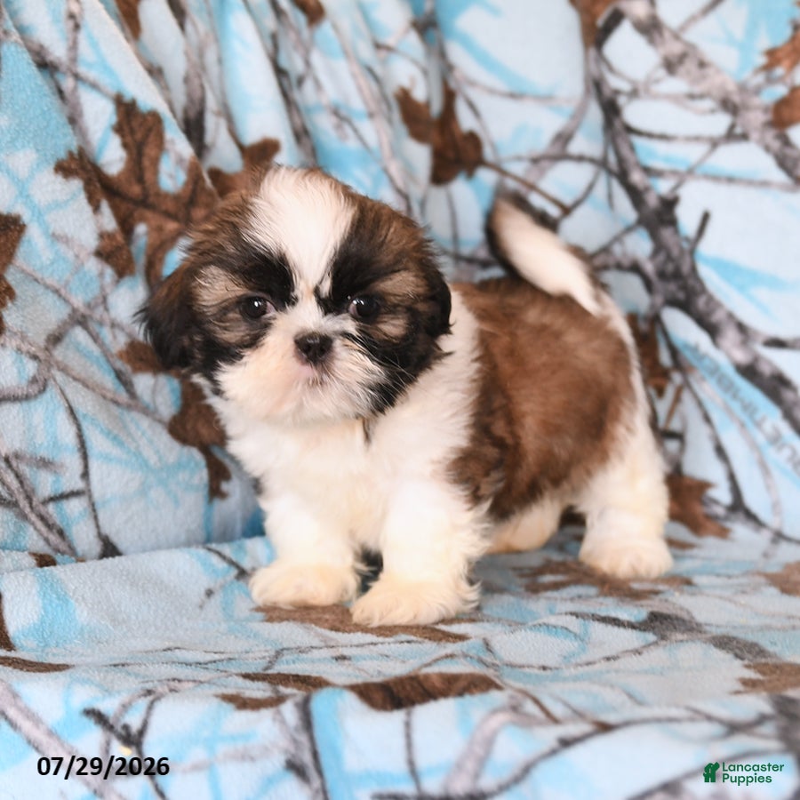 Shih Tzu dogs Moose - Ad 1