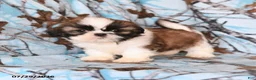 Shih Tzu dogs for sale: Moose - Ad 1