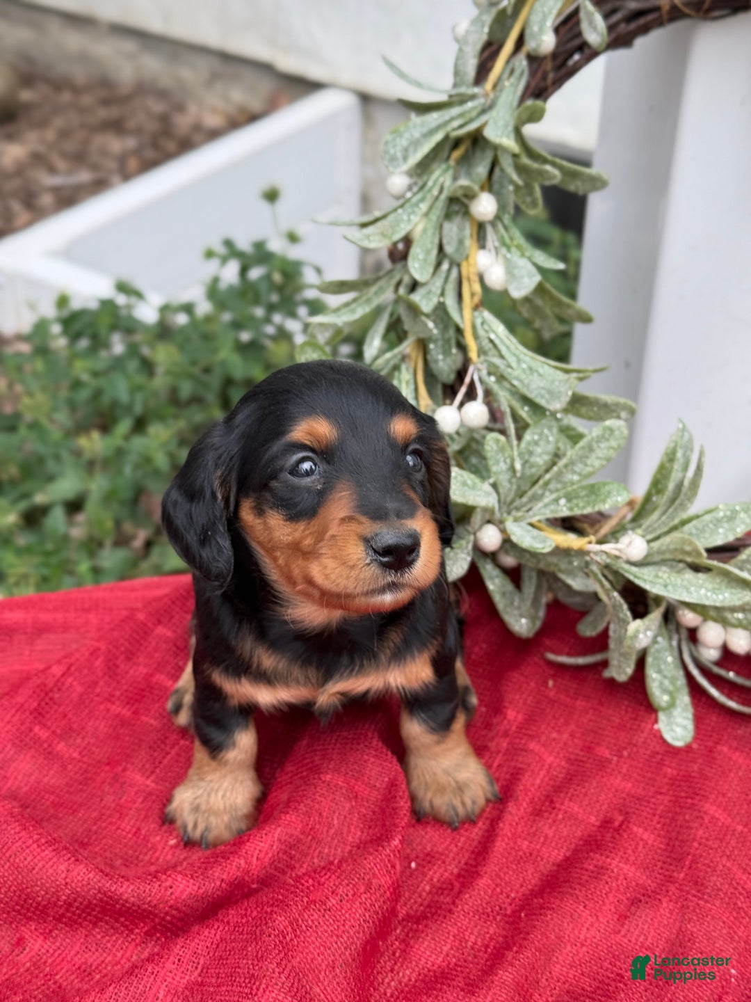 Miniature Dachshund dogs for sale: Ember - Ad 9