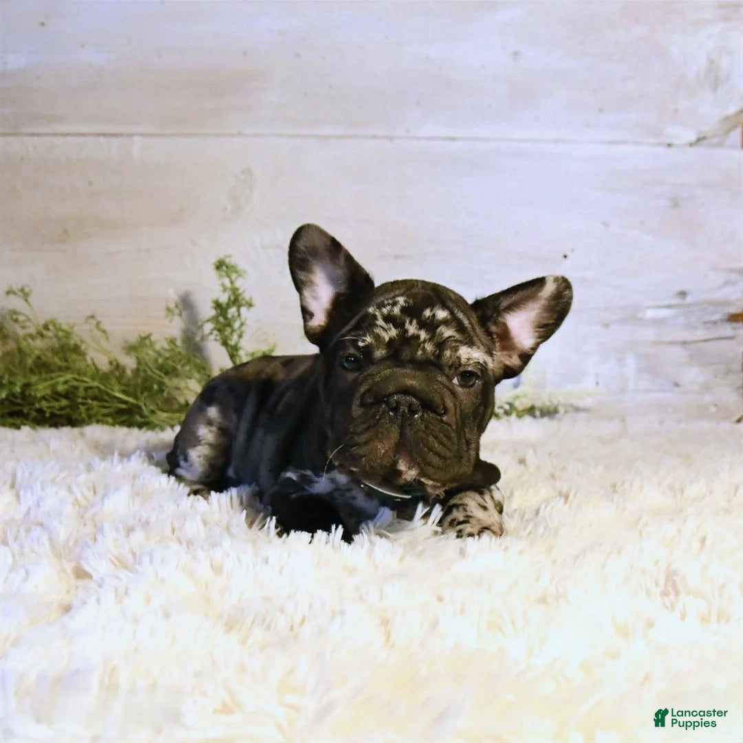 French Bulldog dogs for sale: Panda - Ad 4