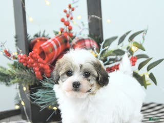 Havapoo dogs Enzo - Ad 7