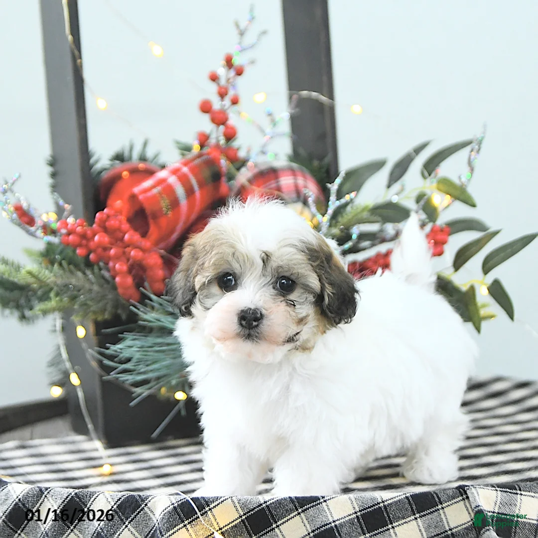 Havapoo dogs for sale: Enzo - Ad 6