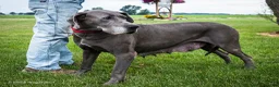 Great Dane dogs for sale: Mozark - Ad 17