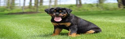 Rottweiler dogs for sale: Angela - Ad 13