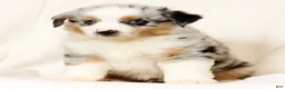 Miniature Australian Shepherd dogs for sale: Patrick - Ad 8