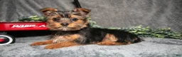 Yorkshire Terrier dogs for sale: Sasha - Ad 1