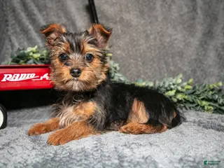 Yorkshire Terrier dogs for sale: Sasha - Ad 1