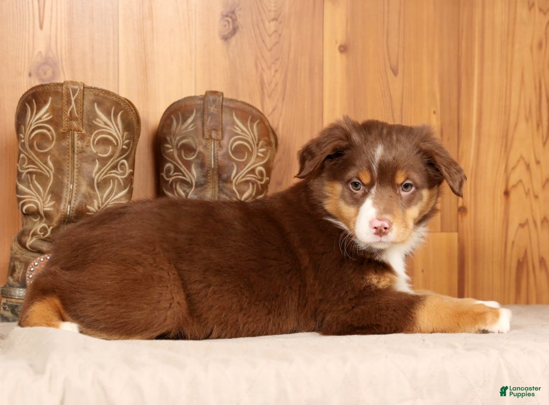 Australian Shepherd dogs for sale: Bella - Ad 3