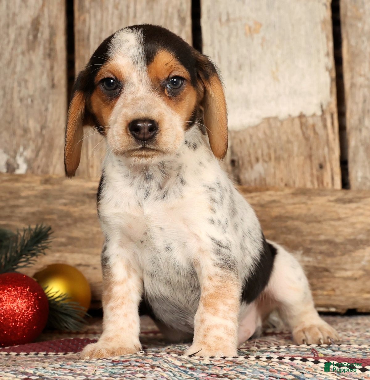 Beagle dogs Dasher - Ad 5