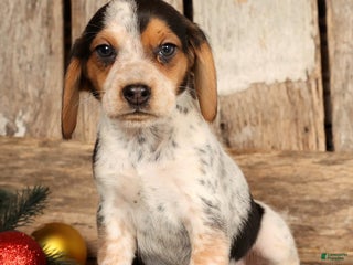 Beagle dogs Dasher - Ad 6