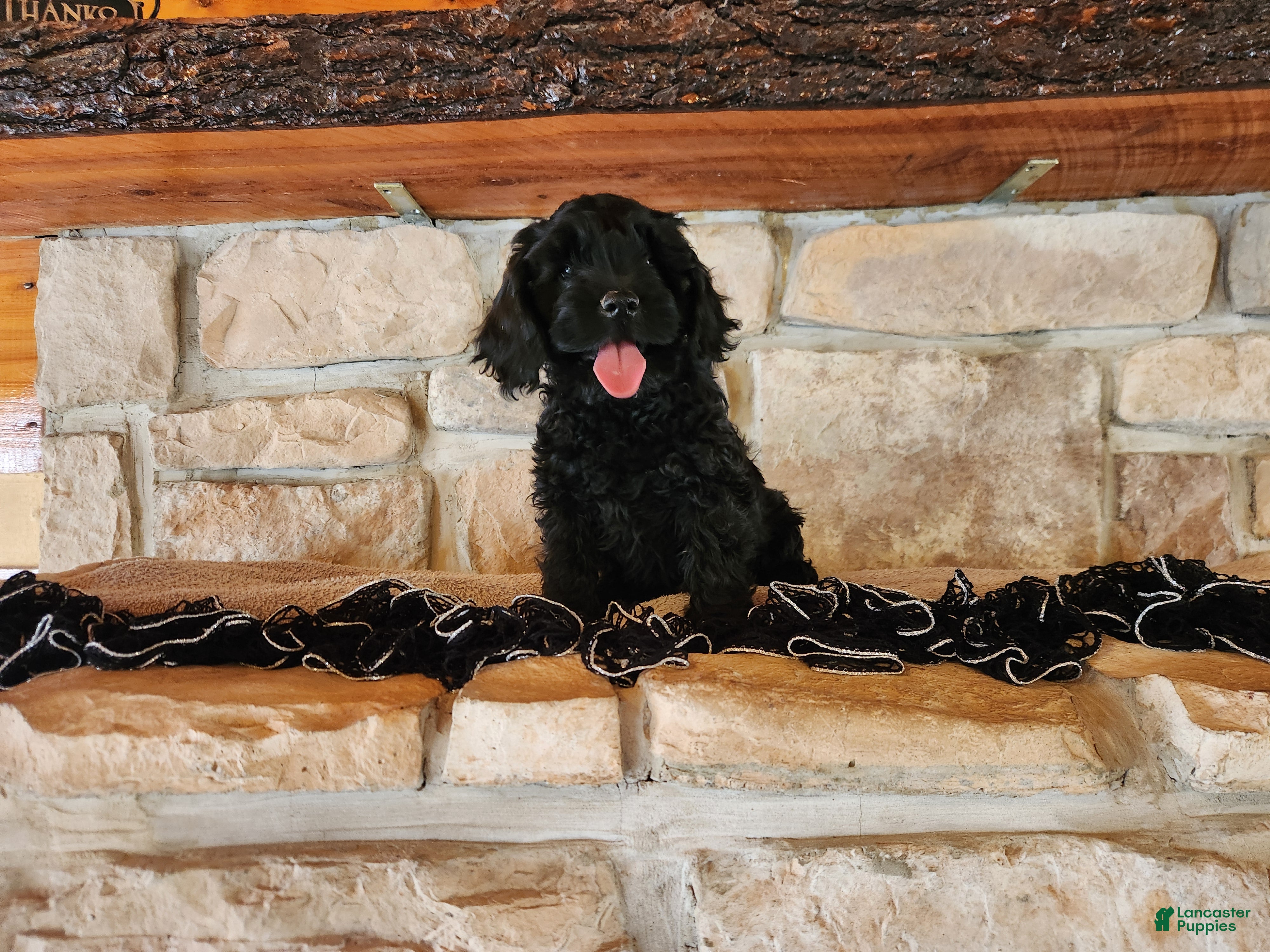 Mixed Breed dogs Lori - Ad 1