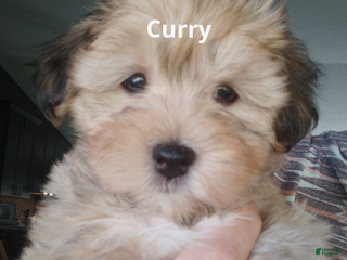 Havanese dogs Curry - Ad 13