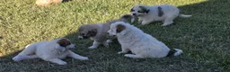Mixed Breed dogs for sale: Rex - Ad 1
