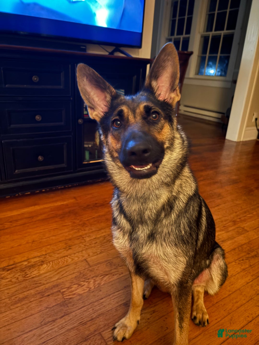 German Shepherd dogs for sale: German Shepherd Puppy 2 - Ad 6