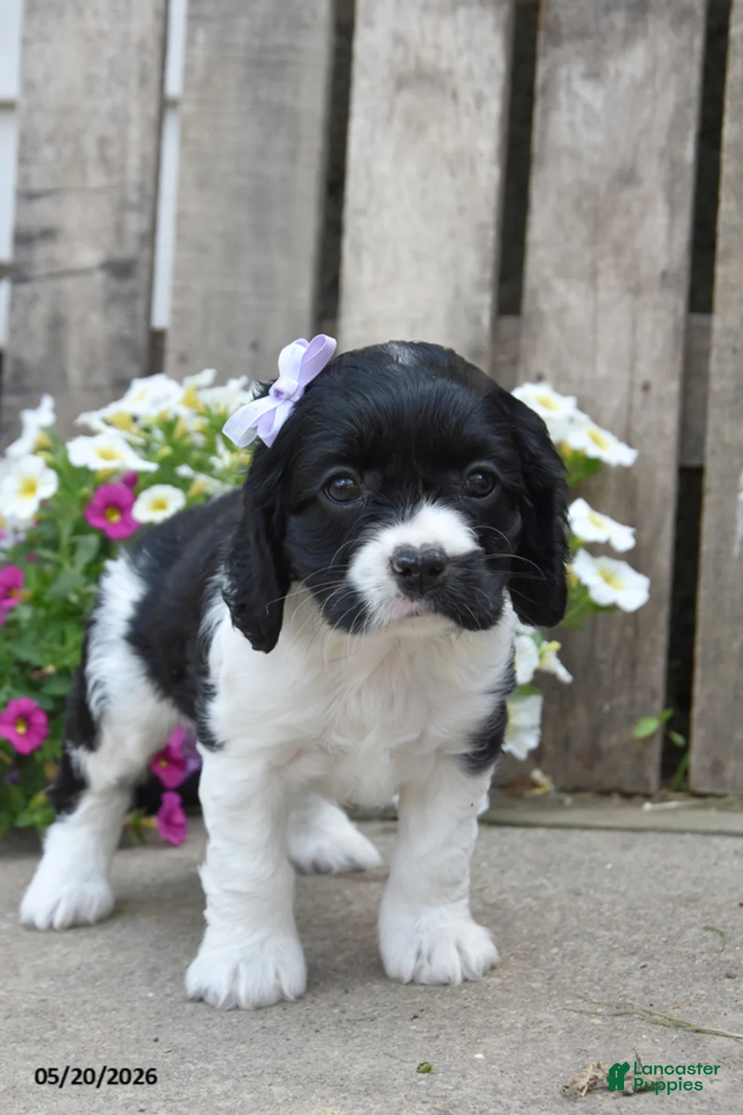 Cocker Spaniel dogs for sale: April - Ad 1