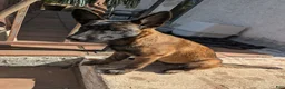 Belgian Malinois dogs for sale: Belgian Malinois Puppy 5 - Ad 3