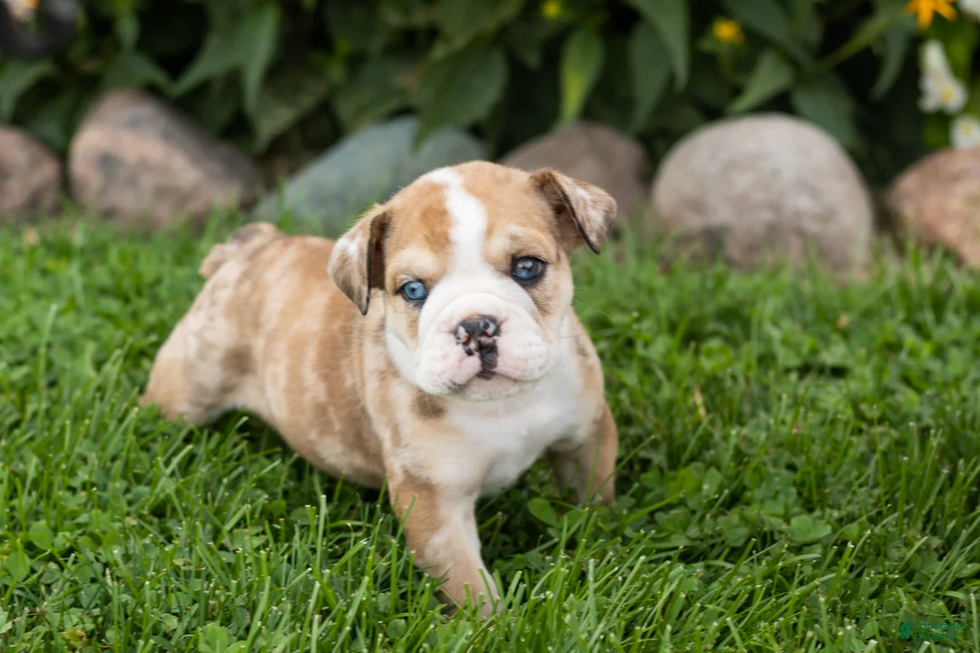 English Bulldog dogs for sale: Buddy  - Ad 2