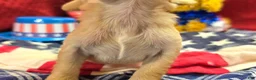 Cavapoo dogs for sale: Tumbleweed - Ad 5
