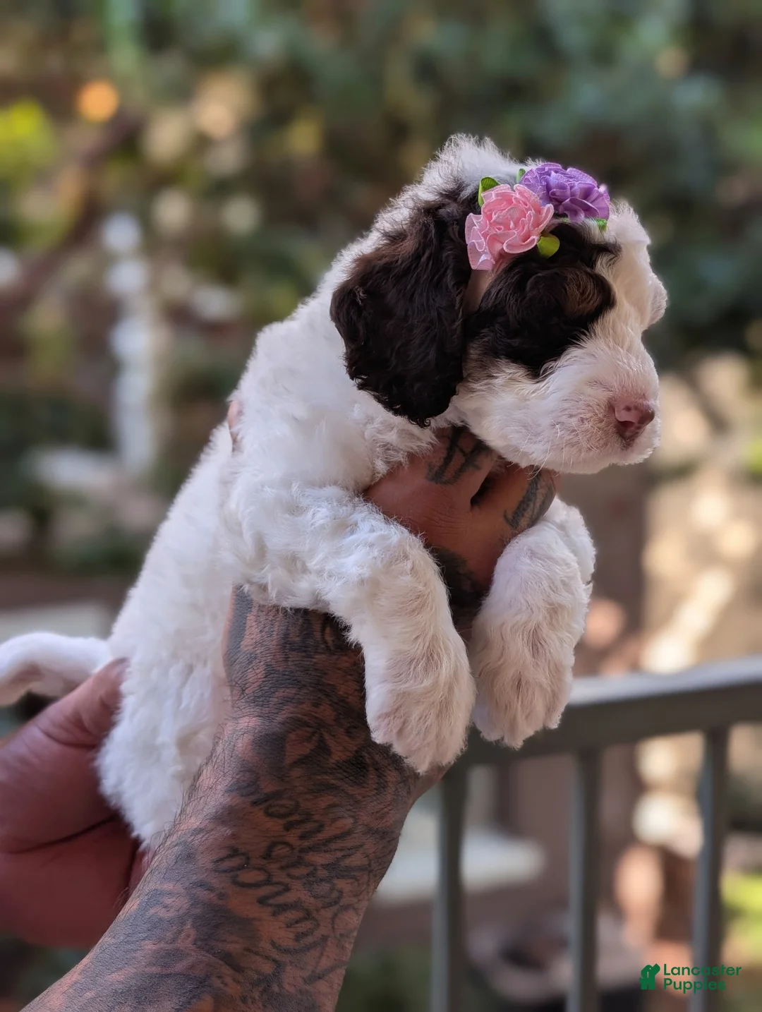 Mixed Breed dogs for sale: FRANKIE GIRL - Ad 2