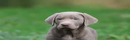 Labrador Retriever dogs for sale: Hippo - Ad 3