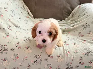 Cockapoo dogs Lola - Mini Cockapoo - Ad 35