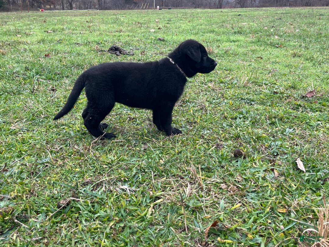 German Shepherd dogs for sale: Mitzi  - Ad 7