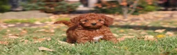 Cavapoo dogs for sale: Pearl - Ad 13