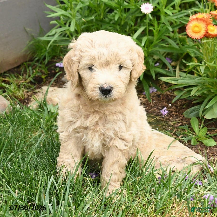 Mini Goldendoodle dogs for sale: Coral - Ad 3