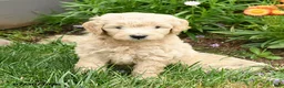Mini Goldendoodle dogs for sale: Coral - Ad 1