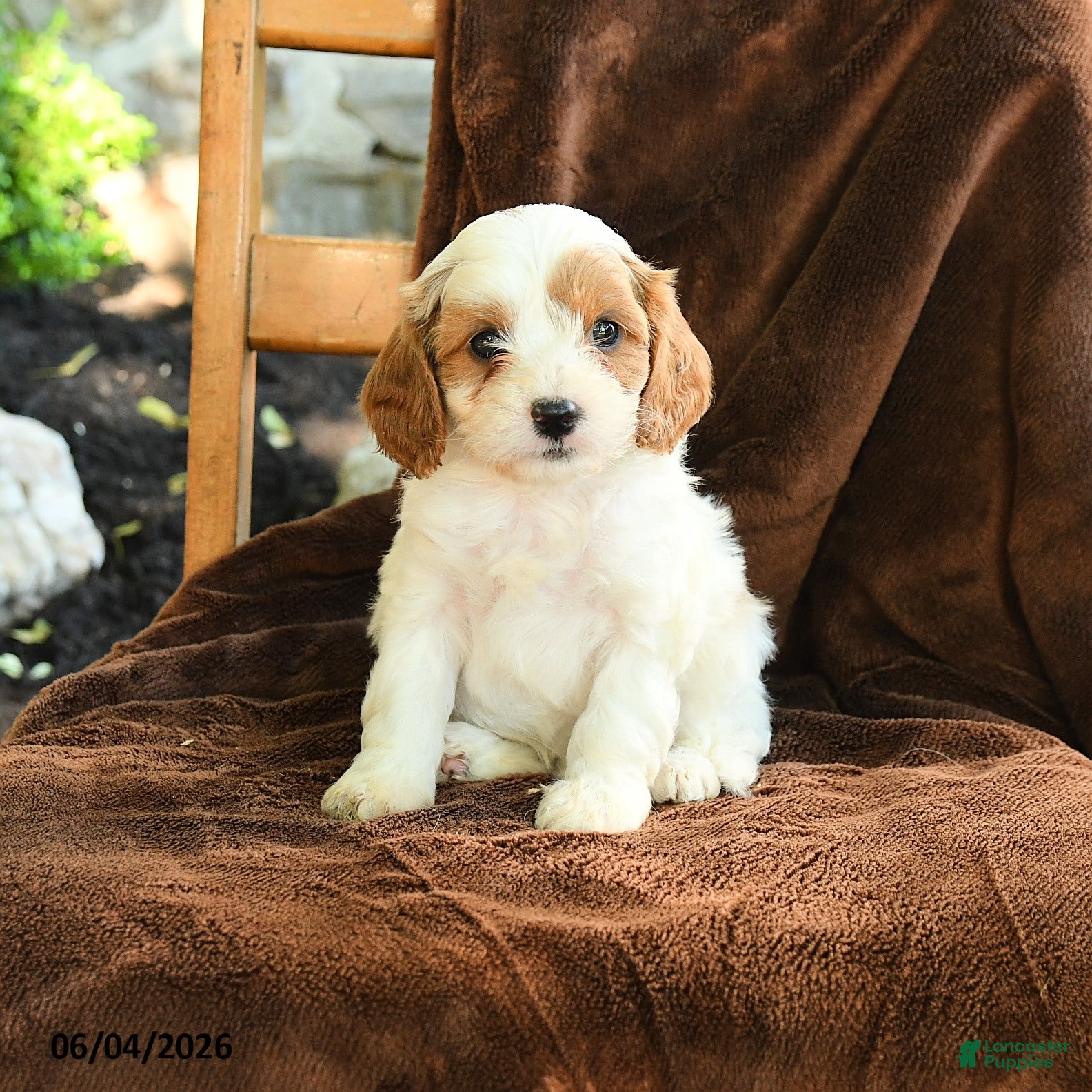 Cavapoo dogs Marcus - Ad 1