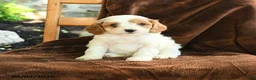 Cavapoo dogs for sale: Marcus - Ad 1