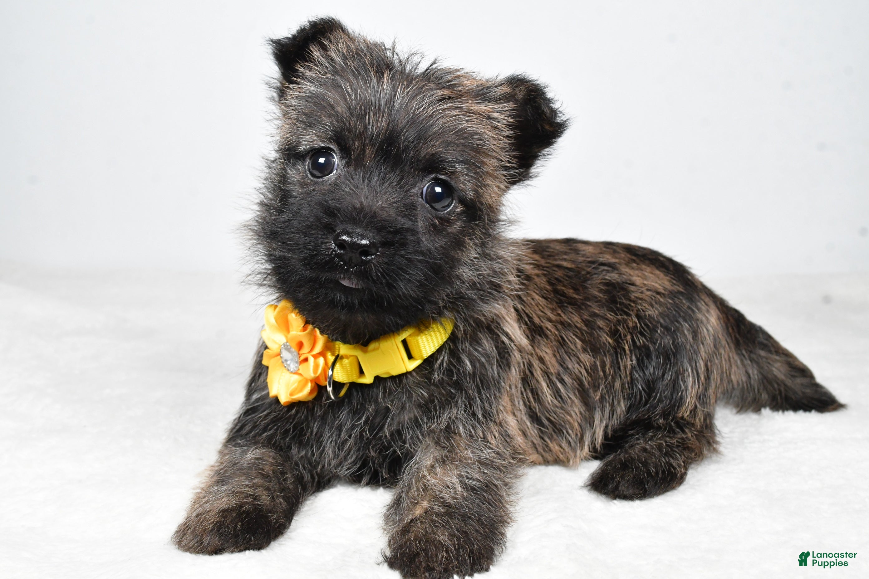 Cairn Terrier dogs Raine - Ad 2