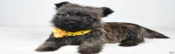 Cairn Terrier dogs for sale: Raine - Ad 2