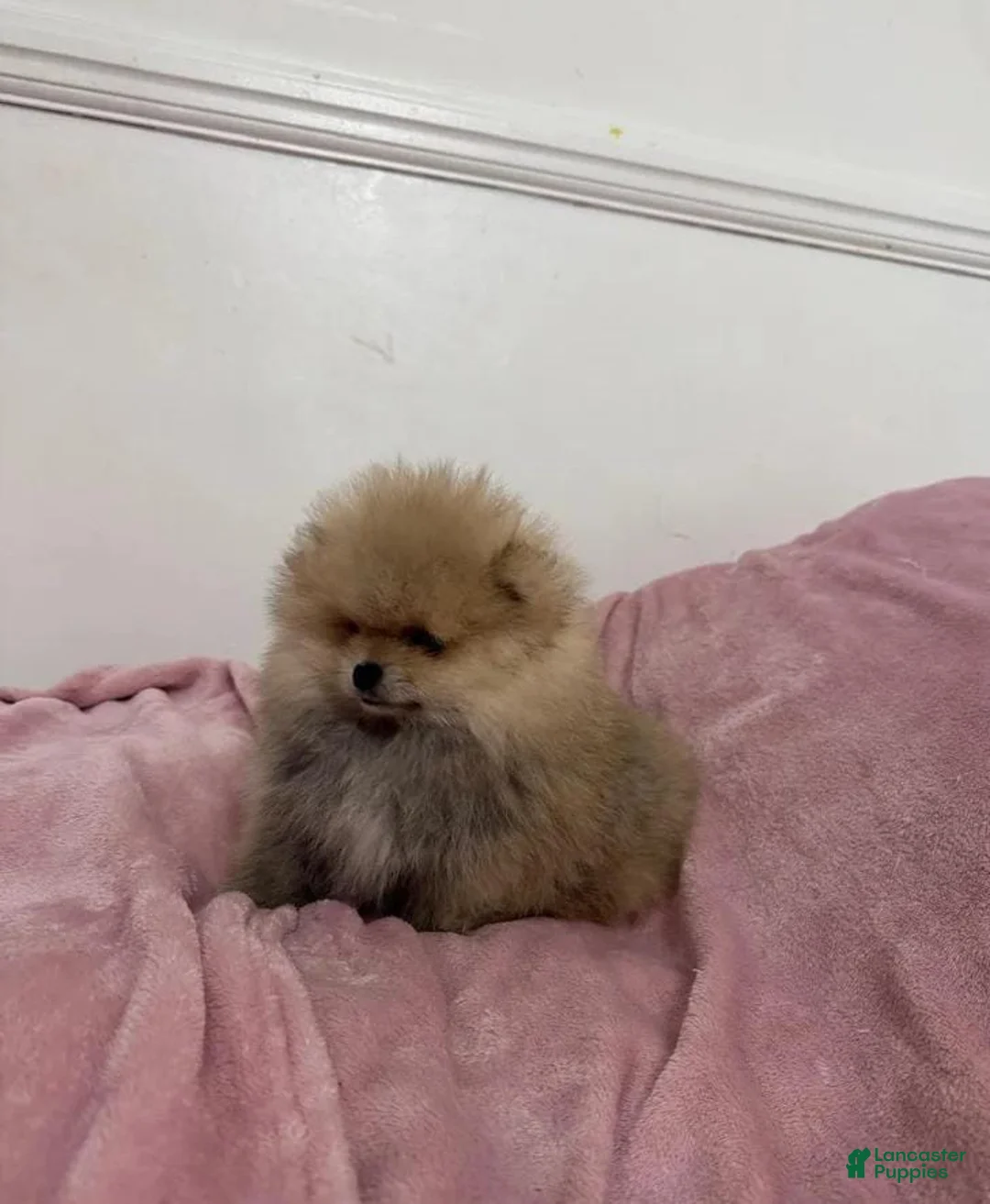 Pomeranian dogs for sale: Maya - Ad 10