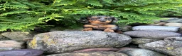Miniature Dachshund dogs for sale: Carly  - Ad 14