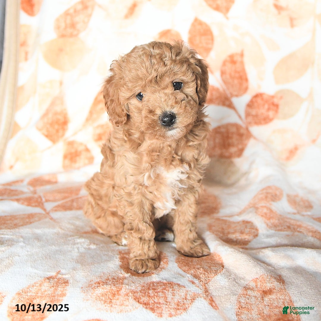 Miniature Poodle dogs for sale: Duchess - Ad 2