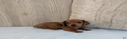 Miniature Dachshund dogs for sale: Simon - Ad 6