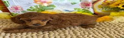 Miniature Poodle dogs for sale: Flannigan - Ad 6