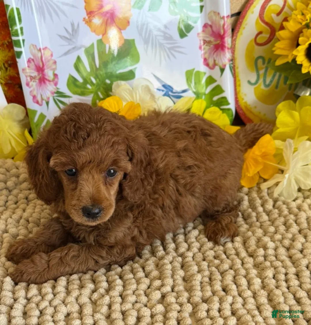 Miniature Poodle dogs for sale: Flannigan - Ad 6