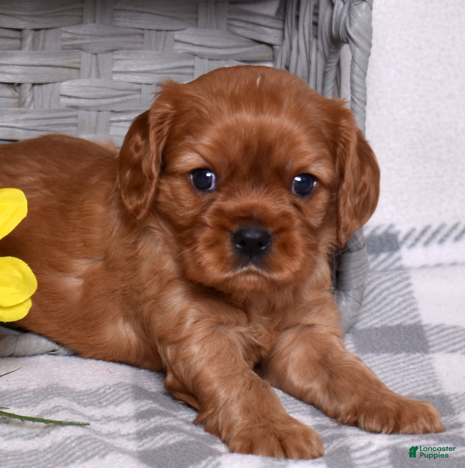 Cavalier King Charles Spaniel dogs Rusty - Ad 1