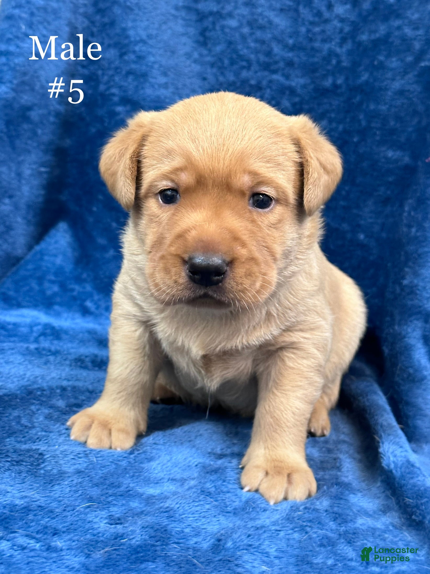 Labrador Retriever dogs Male #5 aka fifth born pup - Ad 1