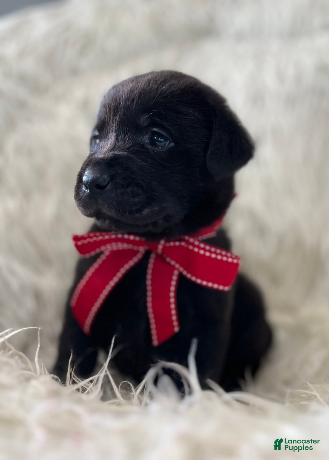 Labrador Retriever dogs for sale: Lexy - Ad 1