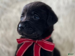 Labrador Retriever dogs Lexy - Ad 2